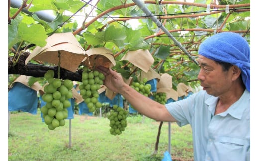 除草剤を使わない栽培方法のため、ほ場の地面は草が茂っています。