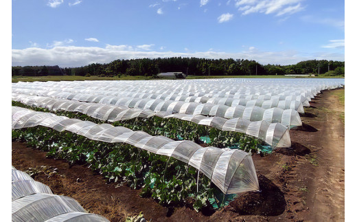 タカミメロン 2玉セット｜青森産 産直 2024年産 令和6年 夏 めろん 果物 フルーツ 旬 特産 藤農園 農福連携 [0622]