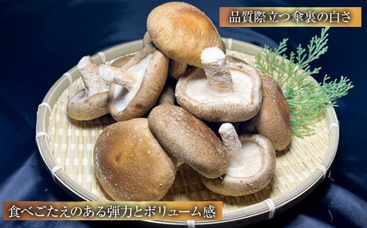 じょうとうじい茸2袋セット【しいたけ 椎茸 城東化成  乾燥しいたけ 干ししいたけ スライス】