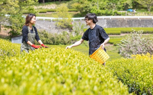 やどりき水源林のお茶 （箱詰：100g×2袋）一番茶使用