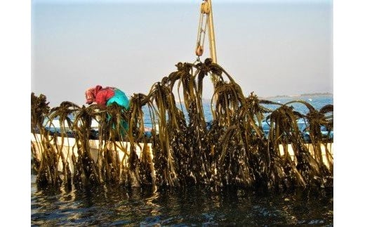 【徳島県認証】鳴門産塩蔵わかめ 170g×8袋