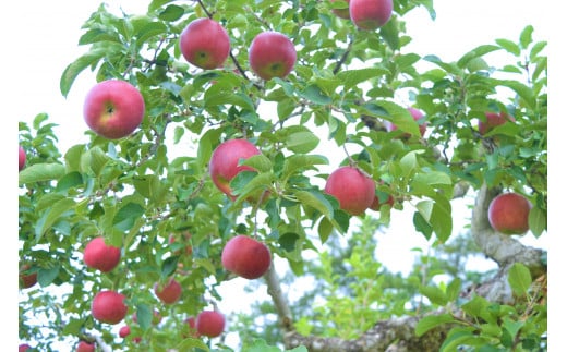 【先行予約】 松陽園 樹上完熟 りんご 紅いわて 3kg 【2024年9月末ごろから発送予定】 農家直送