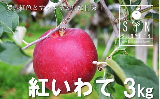 【先行予約】 松陽園 樹上完熟 りんご 紅いわて 3kg 【2024年9月末ごろから発送予定】 農家直送