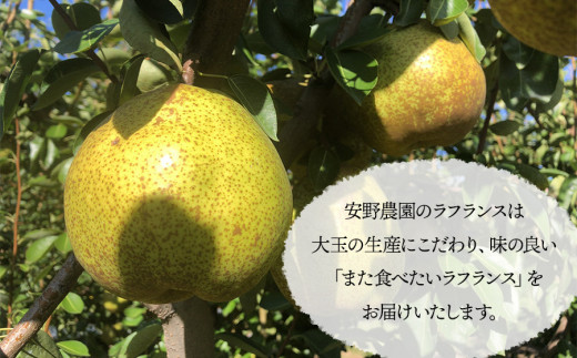 【令和6年産 先行予約】高級ラ・フランス 3kg 化粧箱 山形県鶴岡産　安野農園