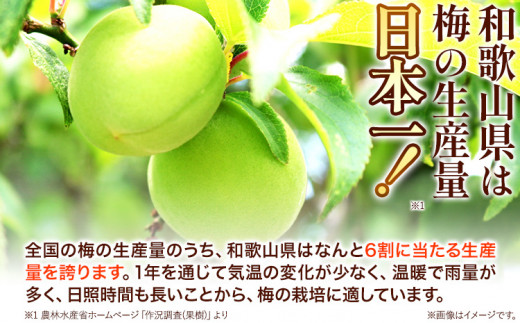 高級南高梅 うす塩 はちみつ 個包装 各10粒 計20粒 網代模様仕上 紀州塗 箱入り 澤株式会社《30日以内に出荷予定(土日祝除く)》和歌山県 日高町 梅干し はちみつ 紀州南高梅