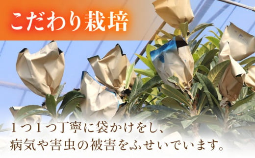 【2025年3月中旬より順次発送】東彼杵町産 長崎 ハウス びわ 500g 化粧箱入  [BDC001]