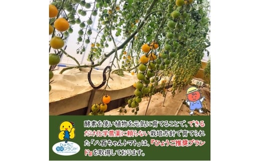 [№5258-1500]【高級旅館でも使用！】イエローミニトマトのトマトジュース 180ml 60本セット｜国産 姫路産 八百ちゃんトマト 100%ストレート