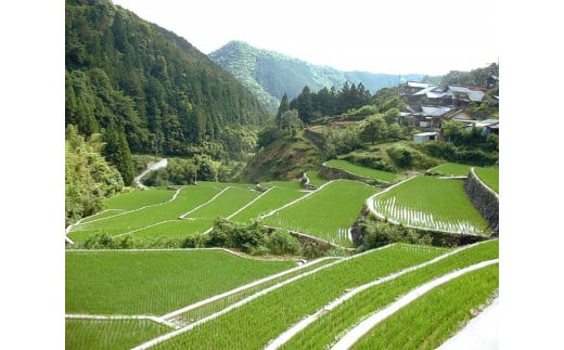 宗家　源吉兆庵 希少な清水白桃を贅沢にまるごとひとつ！プレミアム桃泉果（3個入り）◇ 贈答用 高級 希少 絶品 旬の味