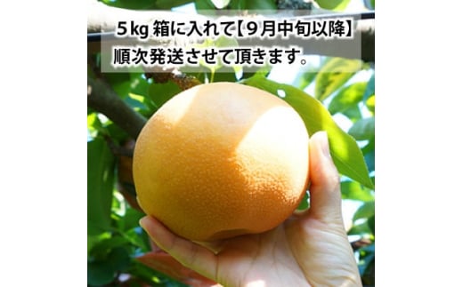 南信州発祥の甘～い梨『南水 5kg』＜離島・沖縄配送不可＞【1416900】