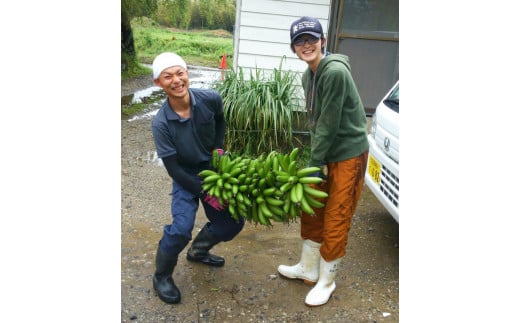 美浜町産ばななオーナー制度