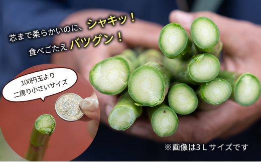 【2025年発送】アスパラ 横市ヨーグルト栽培 500g MLサイズ混合 横市フロマージュ舎 野菜 アスパラガス グリーンアスパラ 旬 とれたて お取り寄せ 産地直送 小分け 保存 芦別市 北海道 送料無料 [№5342-0316]