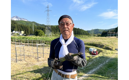 【先行予約2024年産】やまたけ農園の夏アスパラガス！約1.5kg+100g（S～2L不揃い）【訳あり】【8月～9月発送】青森県鰺ヶ沢町産