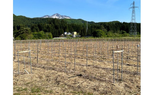 【先行予約2024年産】やまたけ農園の夏アスパラガス！約1.5kg+100g（S～2L不揃い）【訳あり】【8月～9月発送】青森県鰺ヶ沢町産