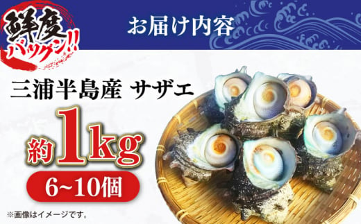 三浦半島 サザエ 中サイズ 約1kg 6～10個  さざえ 産地直送 貝 冷蔵 【長井水産株式会社】 [AKAJ004]