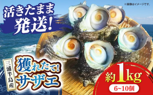 三浦半島 サザエ 中サイズ 約1kg 6～10個  さざえ 産地直送 貝 冷蔵 【長井水産株式会社】 [AKAJ004]