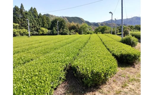 MINOgreentea ティーバッグ セット ／ 煎茶 玄米茶 ほうじ茶 無農薬 オーガニック 有機 お茶 三重県 度会町