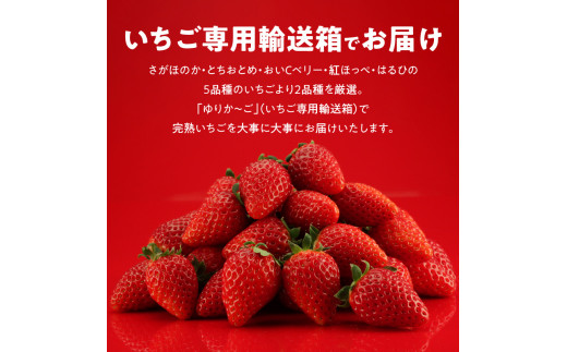 生いちご 厳選 2品種 食べ比べセット いちにのいちご園（2025年1月から発送開始）N085-YA3318