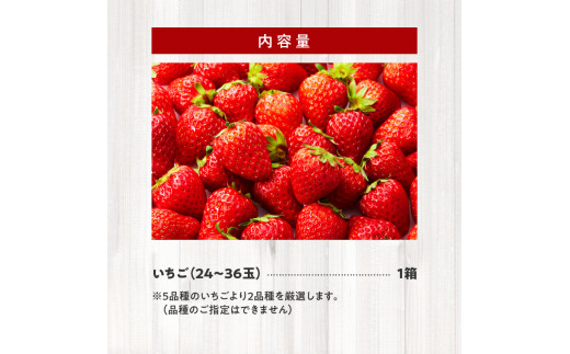 生いちご 厳選 2品種 食べ比べセット いちにのいちご園（2025年1月から発送開始）N085-YA3318