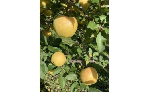 サン金星　家庭用　3kg(8～12個)【1328621】