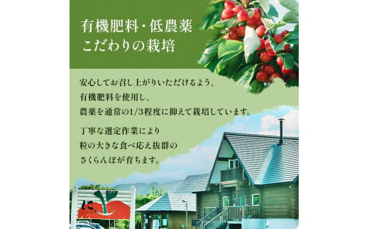 北海道 仁木町産　さくらんぼ 佐藤錦 1kg（500g×2）Lサイズ以上