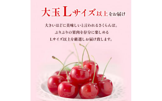 北海道 仁木町産　さくらんぼ 佐藤錦 1kg（500g×2）Lサイズ以上