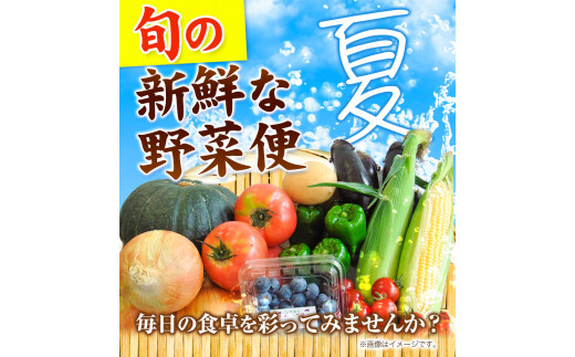 ＜先行予約＞旬の新鮮な 野菜便 7月夏便 8～10品 《2024年7月上旬-8月上旬出荷》アグリサポート美馬 とうもろこし 夏野菜 じゃがいも きゅうり ブルーベリー キャベツ 茄子 玉ねぎ