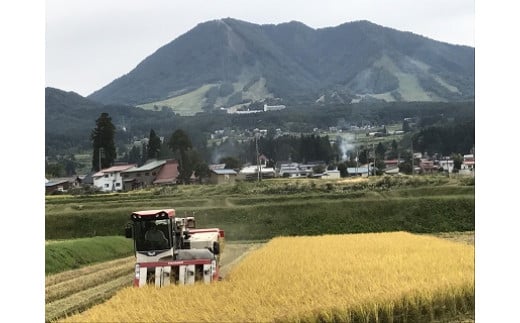 木島平産 小林さん家のこしひかり 5kg | 米 こしひかり コシヒカリ 定番 品種 特別栽培 寒暖差 木島平村 長野県 信州