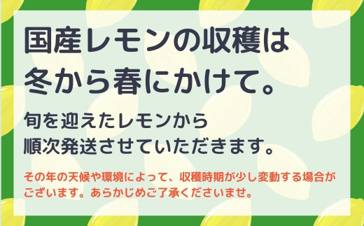 国産レモンの収穫は冬から春にかけて。旬を迎えたレモンから順次発送させていただきます。