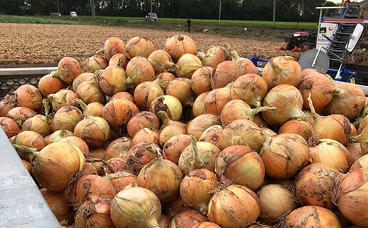 北海道産 南幌町産 たまねぎ 「山本農園のたまねぎ」L大サイズ前後 5kg 送料無料 玉ねぎ タマネギ 玉葱 NP1-161