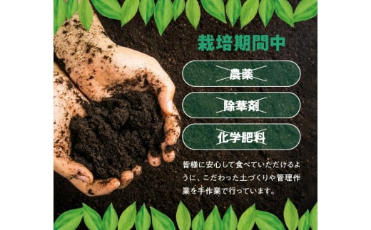 ■【先行受付】 栽培期間中 農薬・除草剤・化学肥料不使用！南国の島レモン3キロ！【8月下旬～1月下旬】　W043-004u