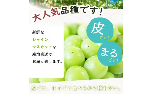 紀州和歌山産シャインマスカット２房（約1kg〜1.4kg） ※2025年8月中旬頃〜2025年9月上旬頃に順次発送予定 / マスカット 種無し フルーツ 果物 くだもの【uot813】 