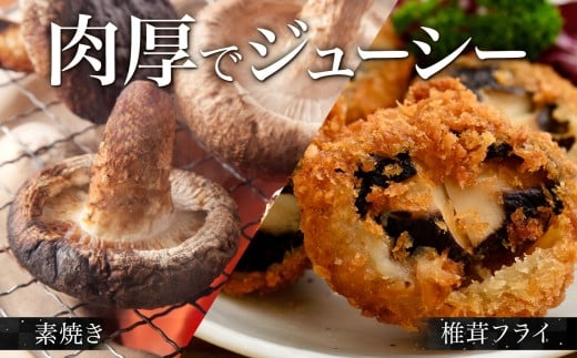 素焼きにして塩を振ったり、フライにも。