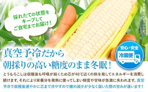 来年分先行予約 受付中 とうもろこし ホワイトコーン 「 なよろホワイト 」 8.5kg 以上 20～22本【2025年8月上旬-9月中旬頃出荷】  特大 サイズ北海道 朝採り 真空予冷 冷蔵 高糖度 ピュアホワイト トウモロコシ ギフト お中元 コーン