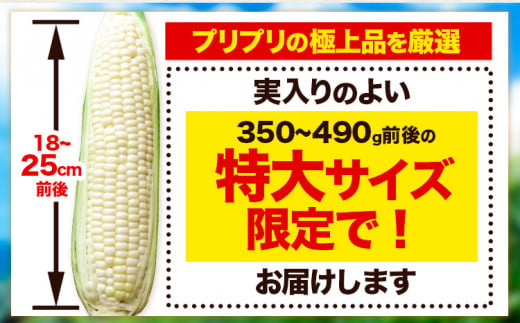 来年分先行予約 受付中 とうもろこし ホワイトコーン 「 なよろホワイト 」 8.5kg 以上 20～22本【2025年8月上旬-9月中旬頃出荷】  特大 サイズ北海道 朝採り 真空予冷 冷蔵 高糖度 ピュアホワイト トウモロコシ ギフト お中元 コーン