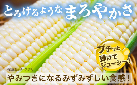 来年分先行予約 受付中 とうもろこし ホワイトコーン 「 なよろホワイト 」 8.5kg 以上 20～22本【2025年8月上旬-9月中旬頃出荷】  特大 サイズ北海道 朝採り 真空予冷 冷蔵 高糖度 ピュアホワイト トウモロコシ ギフト お中元 コーン