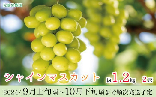 [No.5657-3482]シャインマスカット 約1.2kg（2房）《佐藤果樹園》■2024年発送■※9月上旬頃～10月下旬頃まで順次発送予定