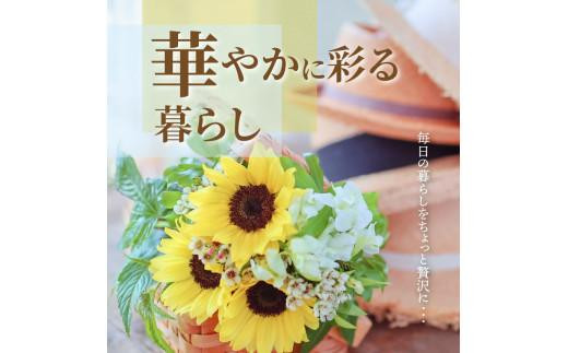 ヒマワリ切花(長さ60～80cm)【2025-6月上旬～2025-9月下旬配送】