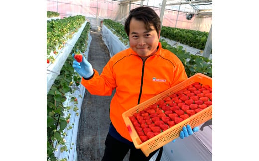 No.151 越谷いちご食べ比べセット　550g ／ イチゴ 苺 果物 フルーツ 埼玉県 特産品