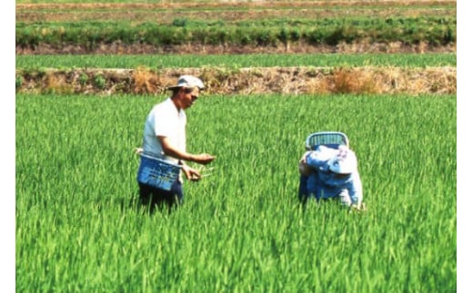 米 有機栽培米  平右ェ門 へいよもん 5kg [いまい農場 石川県 中能登町 27ad0007] 白米 精米 ご飯 ごはん コメ こめ