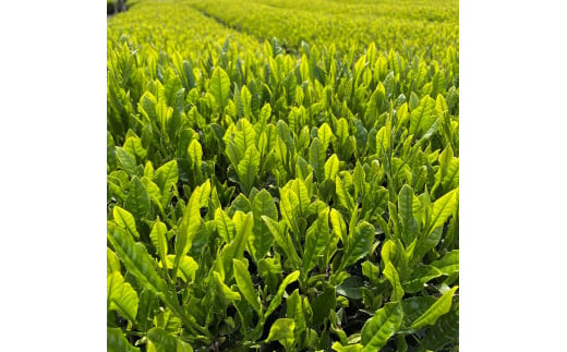 狭山銘茶『多摩湖』（深蒸し製法　100g×2本）　HAD001