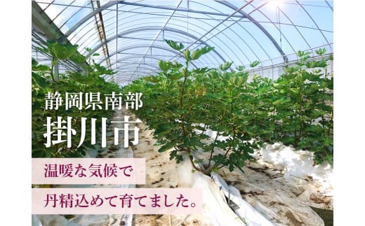 ６１３５　掛川産 冷凍いちじく ( 皮付き) 桝井ドーフィン たっぷり1kg×2袋 計2ｋｇ8月からの発送です ( 静岡 いちじく イチジク 無花果 ミズノ農園 冷凍 ）