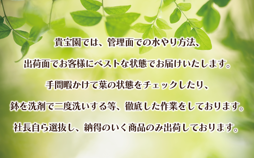 【プロが選ぶ観葉植物オリジナル曲りシリーズ10号】アンガスティフォリア　【11246-0224】