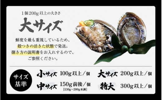 日本海若狭湾の 天然 活黒アワビ 計1kg (3～5個) 大サイズ 鮮度抜群 刺身 お造り バター焼き BBQ 入手困難 あわび アワビ 鮑 クロアワビ 黒あわび [m17-j002]