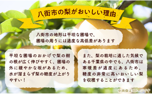 【 数量限定 】 豊水 5kg 小川梨園 申込受付中 ！ 千葉県 千葉なし 梨 なし ナシ フルーツ くだもの 果物 八街 梨豊水