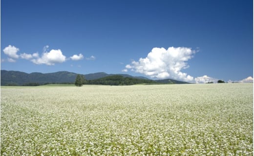 [№5795-0178]半生そば・干しそば詰合せ01 北海道幌加内