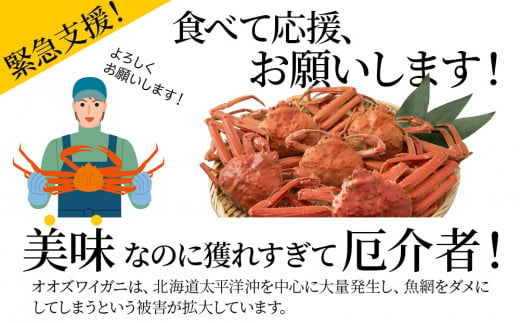 訳あり オオズワイガニオス 大サイズ (約400-500g) 浜ゆで 2kg (4～5尾入)  ボイル 北海道