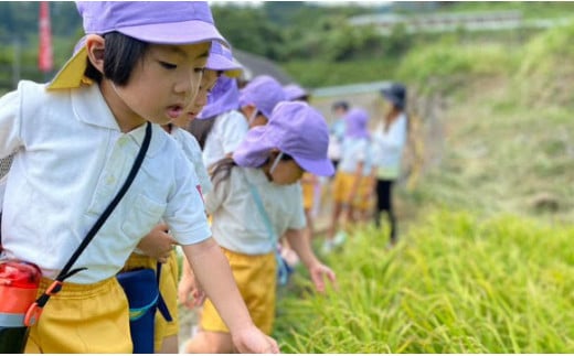 有田町の子どもたちが作ったお米で地域を活性化したい！キッズスタートアップ 有田の棚田米 おいしい新米【はたけの大吉】有田町 米 おいしい 棚田 地域 活性化 地域おこし 保育園 保育園児 K20-6