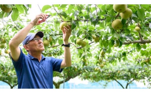 【2025年8月中旬発送開始】 茨城県産 梨 「 幸水 」 約 5kg 12玉 ～ 16玉 【茨城県共通返礼品／常陸太田市】 桧山果樹園 農家直送 フルーツ 甘い 直送 茨城 限定 ギフト 梨 幸水 こうすい 果物 [DU002sa]