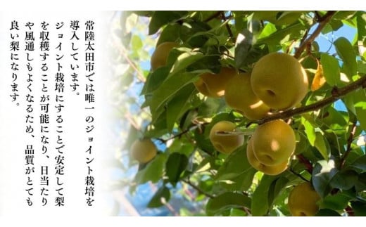 【2025年8月中旬発送開始】 茨城県産 梨 「 幸水 」 約 5kg 12玉 ～ 16玉 【茨城県共通返礼品／常陸太田市】 桧山果樹園 農家直送 フルーツ 甘い 直送 茨城 限定 ギフト 梨 幸水 こうすい 果物 [DU002sa]