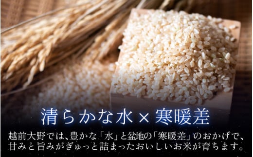 【令和6年産 新米】【3ヶ月定期便】星降るまち 越前大野の「満天コシヒカリ」玄米 10kg × 3回 計 30kg 農薬・化学肥料50%以上カットの特別栽培米 